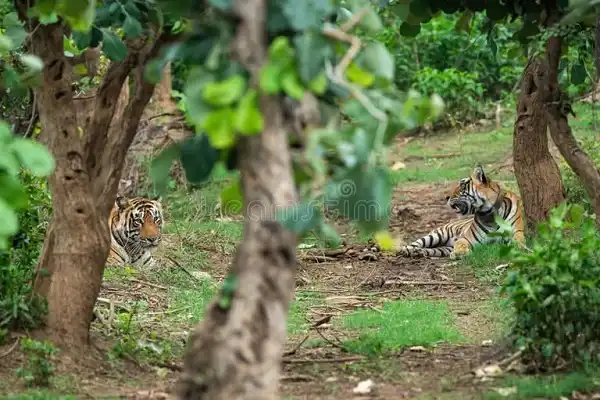 delhi to sariska cabs